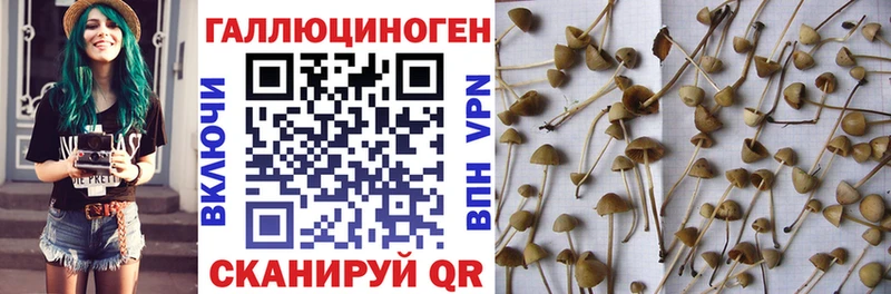 Псилоцибиновые грибы Cubensis  KRAKEN ссылка  Щучье 